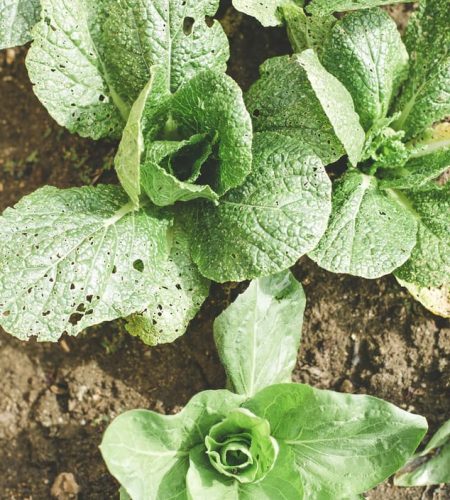 درباره ما farming03 free img
