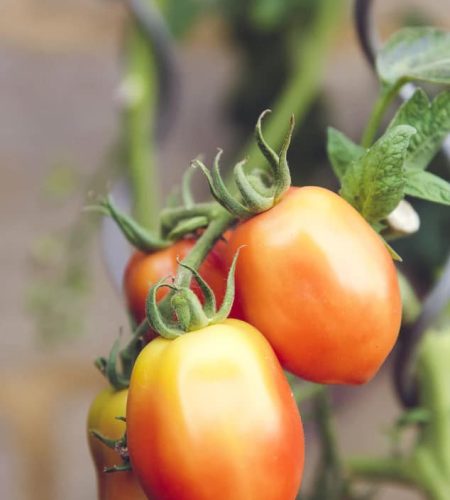 درباره ما farming04 free img